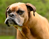 Grumpy Boxer Dog Image Image